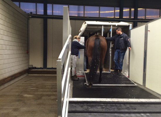 Horses loading out in Amsterdam for Tianjin