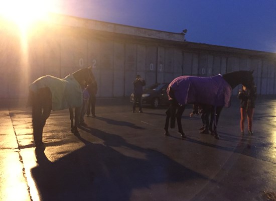 Horses just after landing and unloading in Tianjin Airport, China
