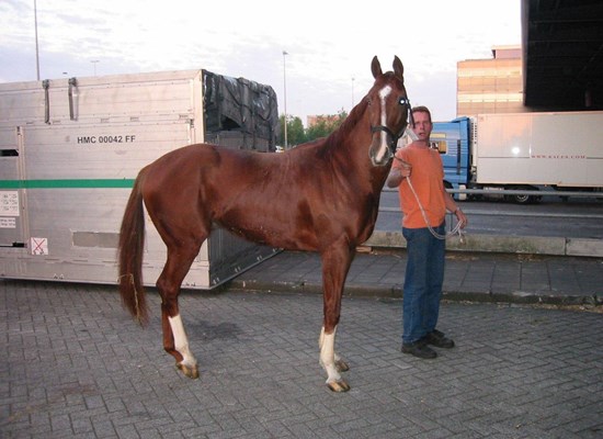 Racehorse ready to load