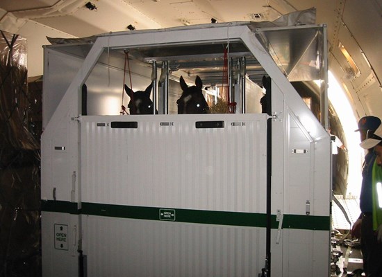 Horses being moved out of the aircraft after landing in Bahrain