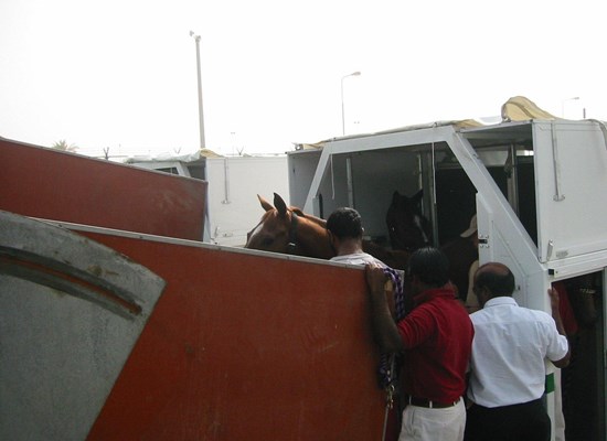 Horses during ofloading from stall to horse truck