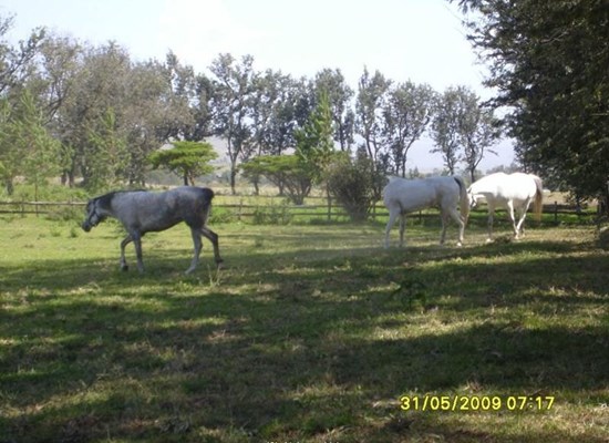 3 Arbian mares from Denmark at their new home on Kilimanjaro