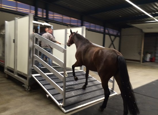 Horse loading out in Amsterdam for Tianjin, China