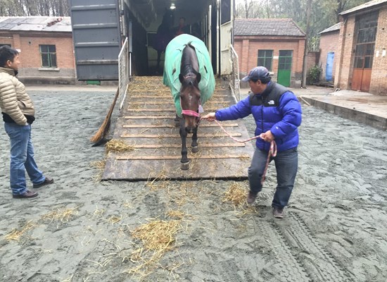Horse loading out in Amsterdam for Tianjin, China