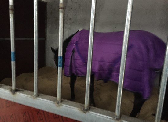 Horse in the box in Tianjin, China after arrival from Amsterdam