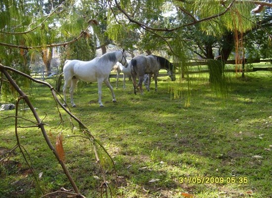 3 Arbian mares from Denmark at their new home on Kilimanjaro