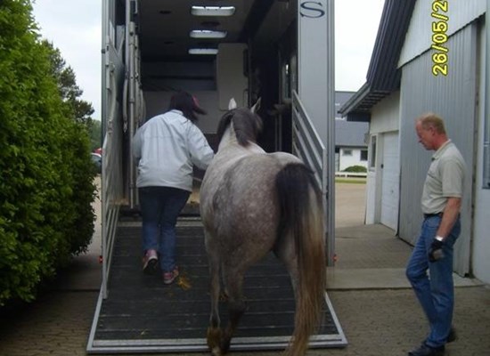A Danish arabian mare loading at the stud in Denmark