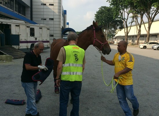 Horses loading in Singapore for Amsterdam