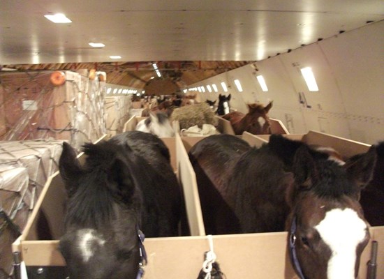 Charter 47 polo horses Maastricht, Holland to Beijing, China